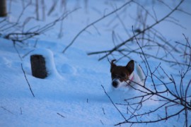 IMG 8487